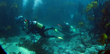 Hermanus Diving